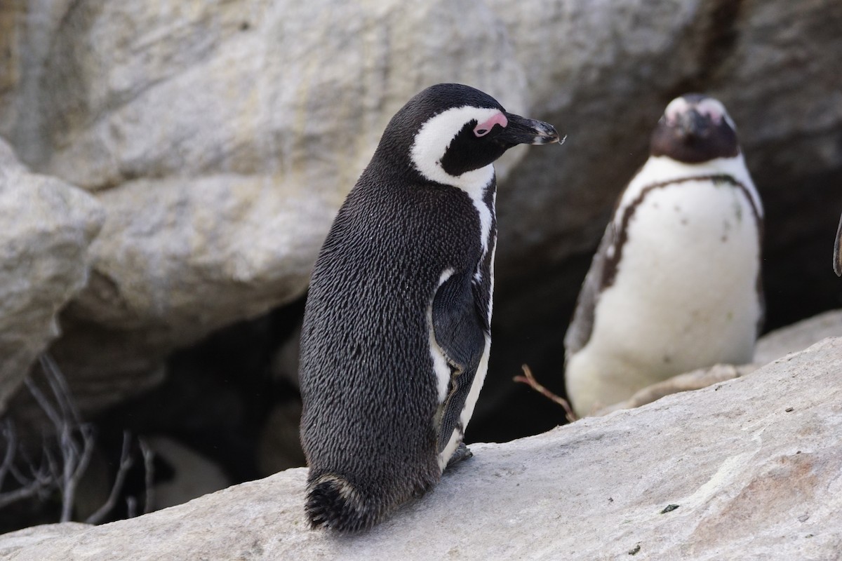African Penguin - ML642918176