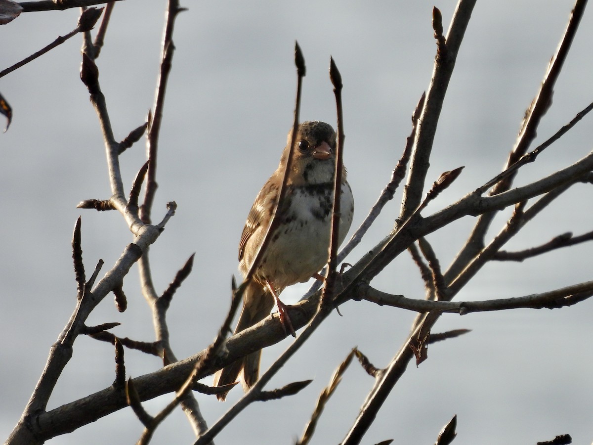 Harris's Sparrow - ML642918179