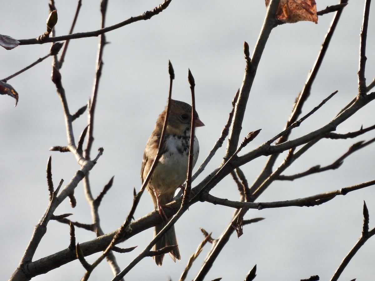 Harris's Sparrow - ML642918180