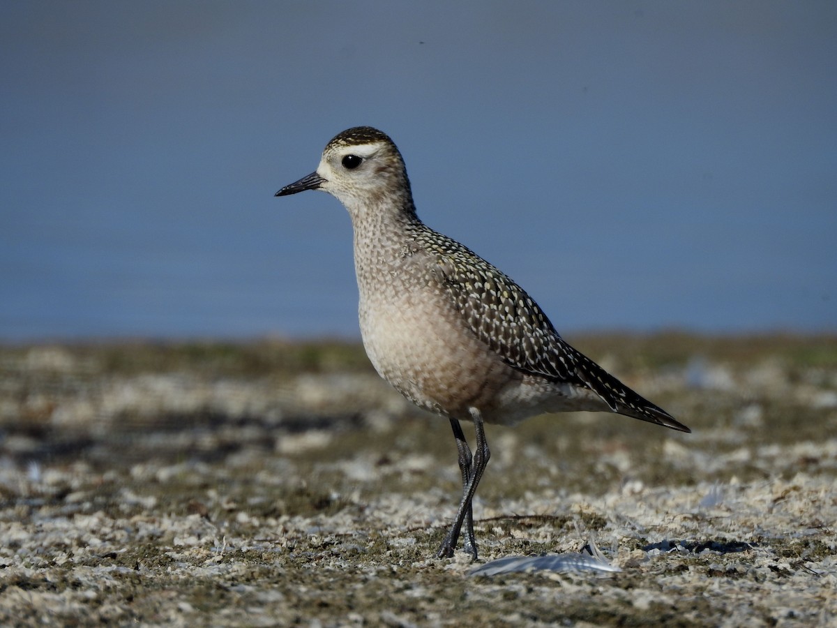 American Golden-Plover - ML642918185