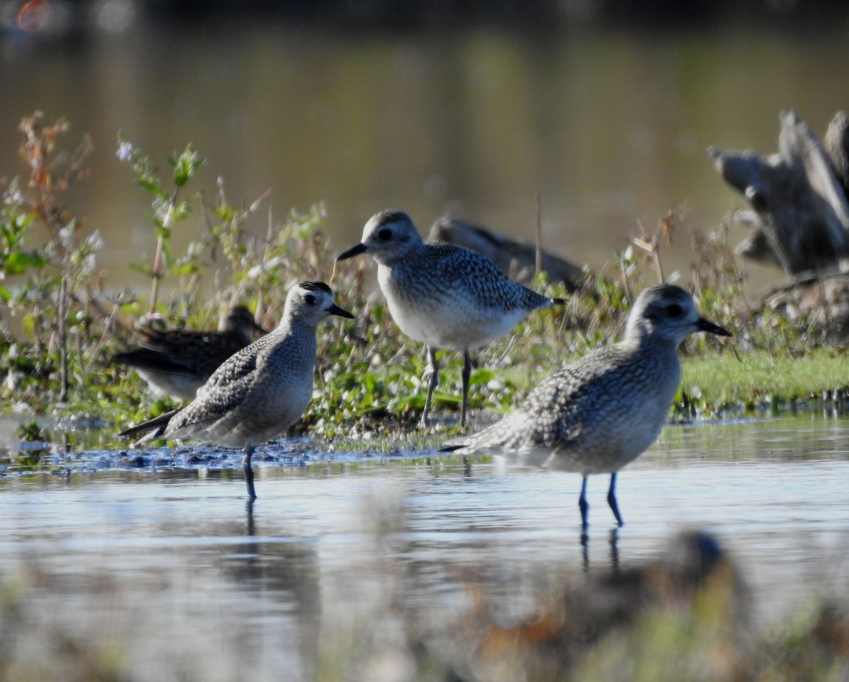 American Golden-Plover - ML642918186