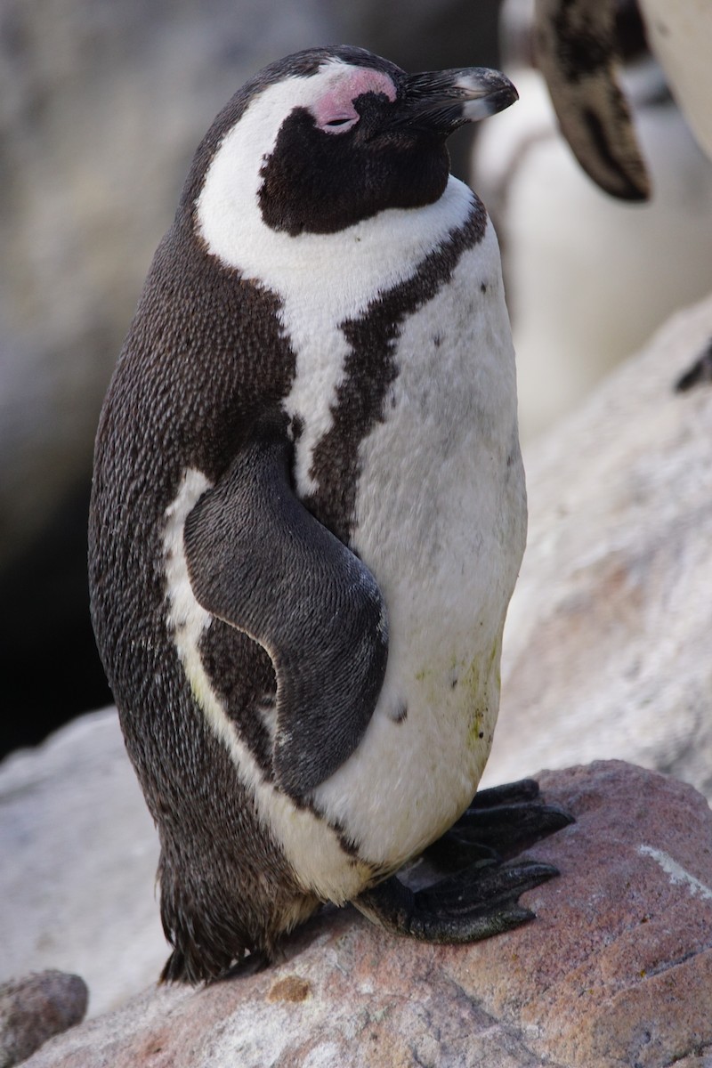 African Penguin - ML642918192