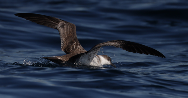 Great Shearwater - ML642918207