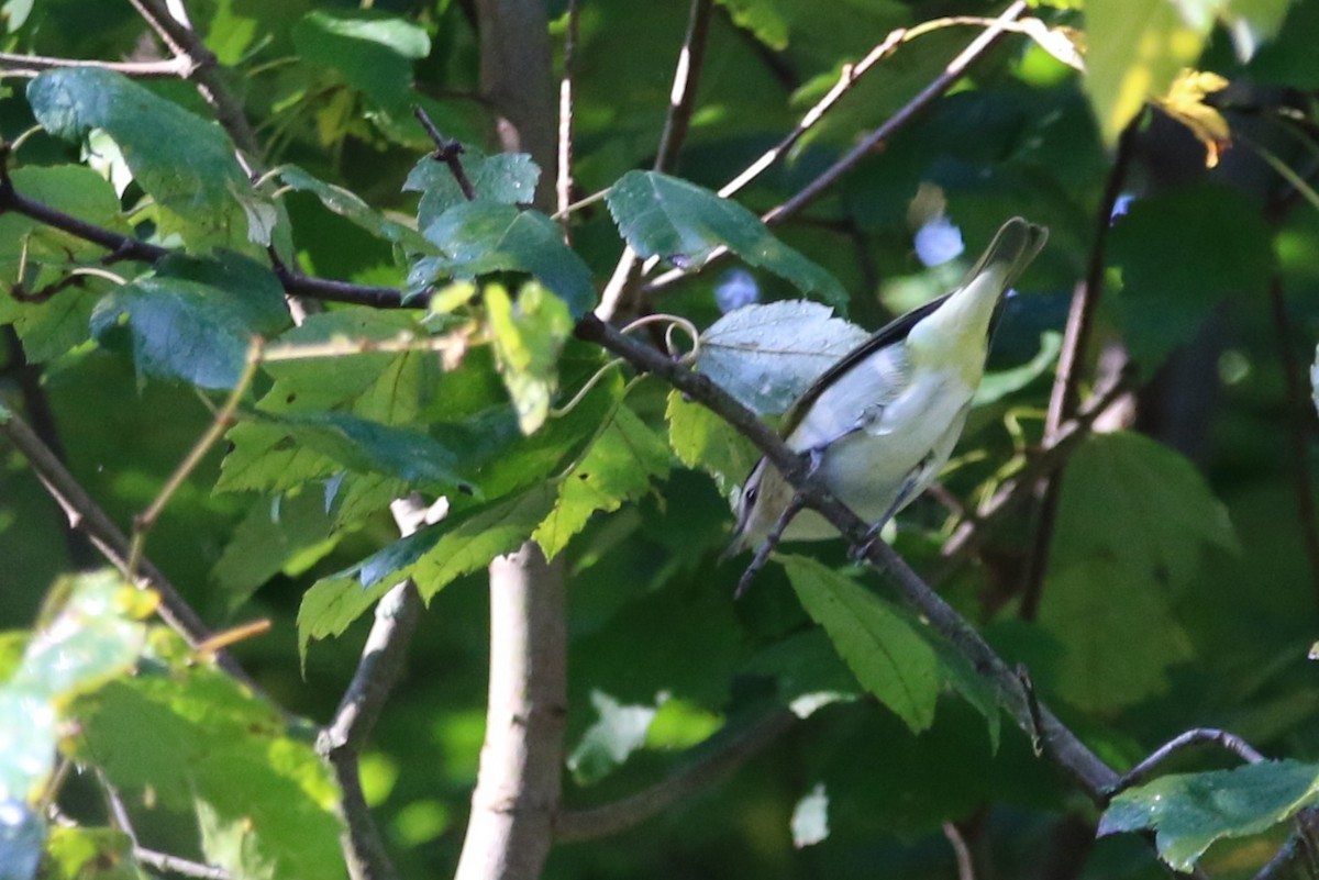 rødøyevireo - ML642918230