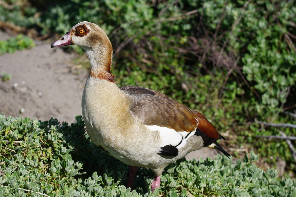 Egyptian Goose - ML642918235