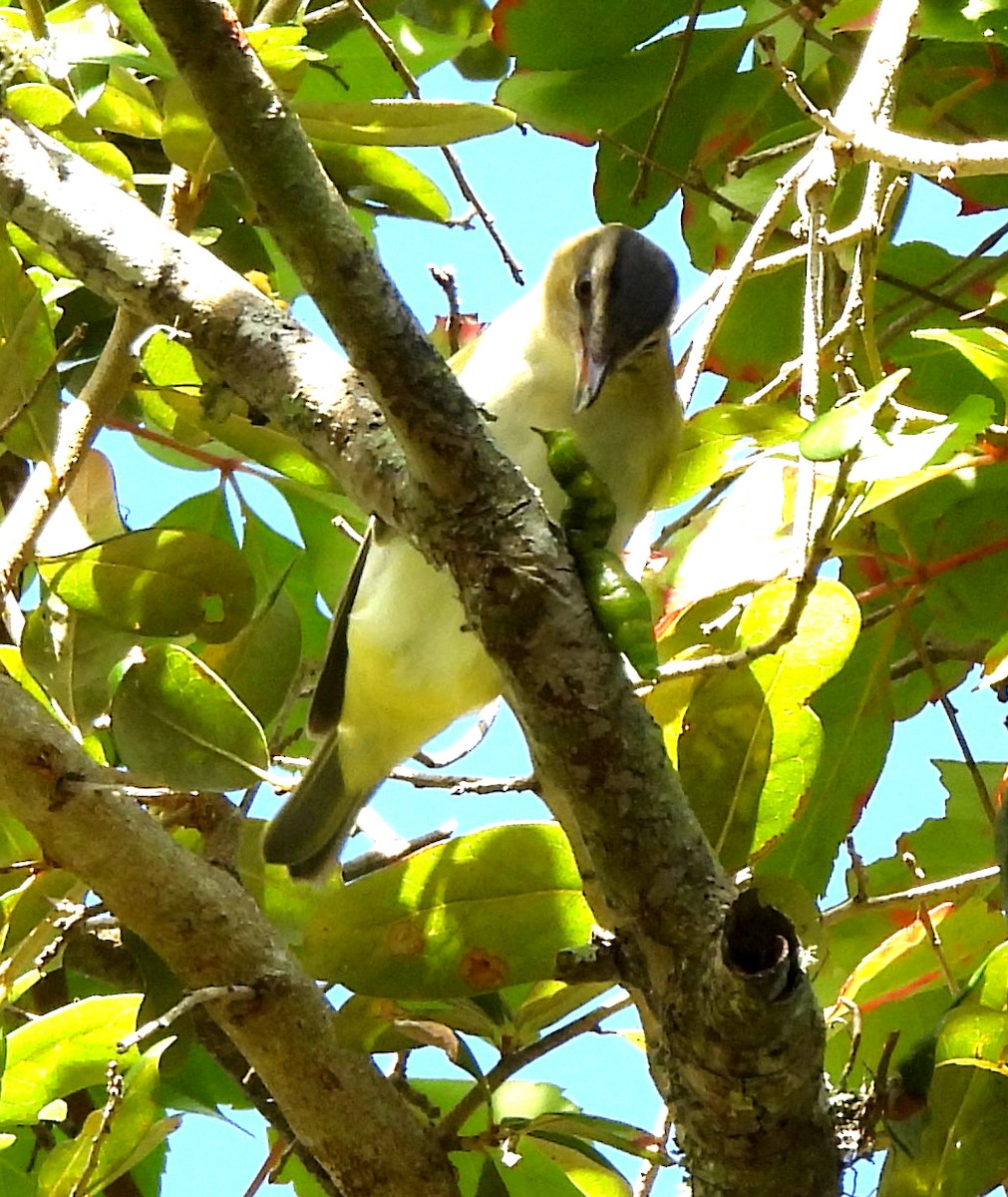 rødøyevireo - ML642918236