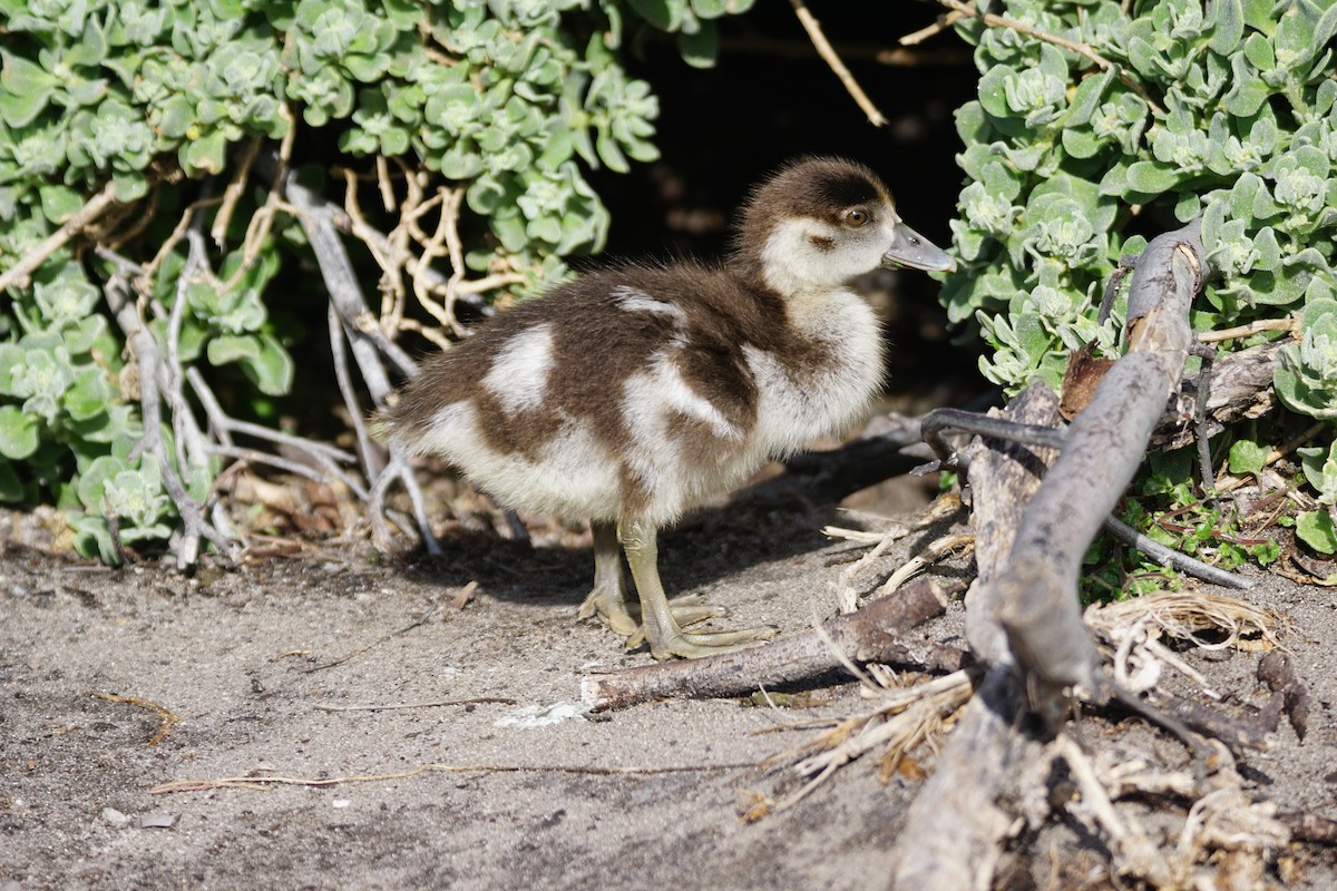 Egyptian Goose - ML642918237