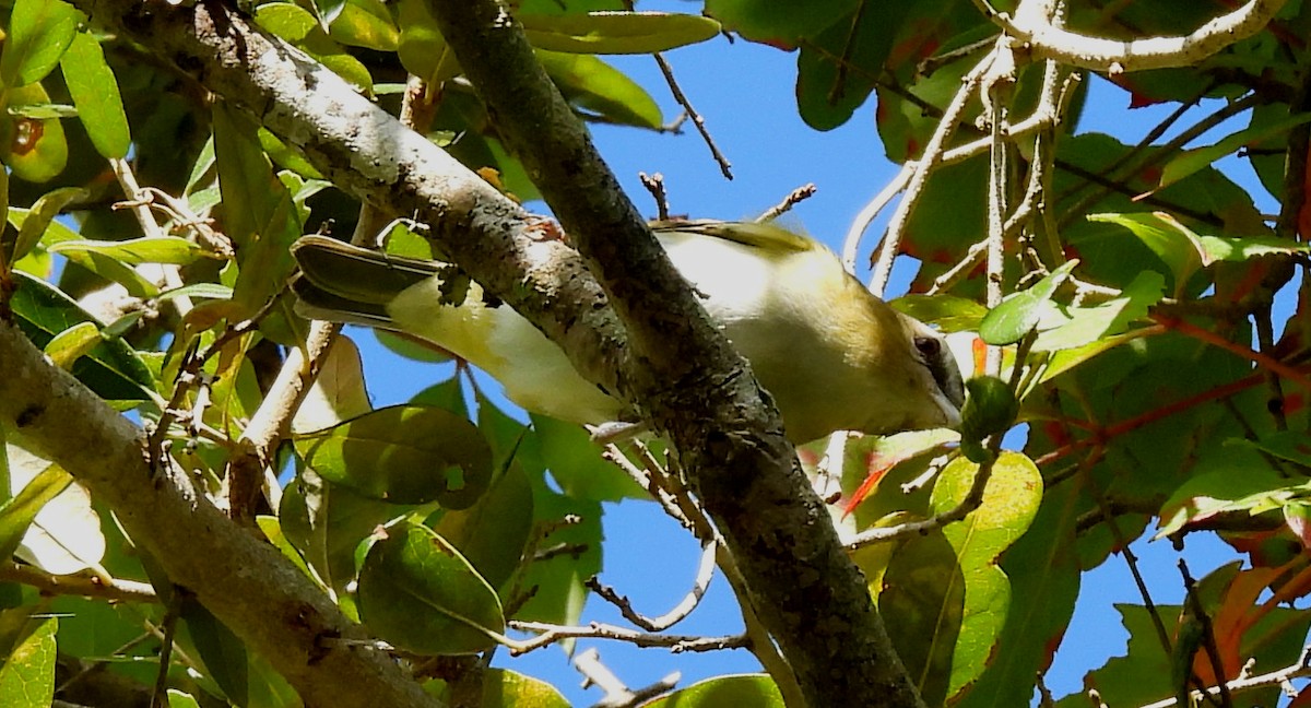 rødøyevireo - ML642918246