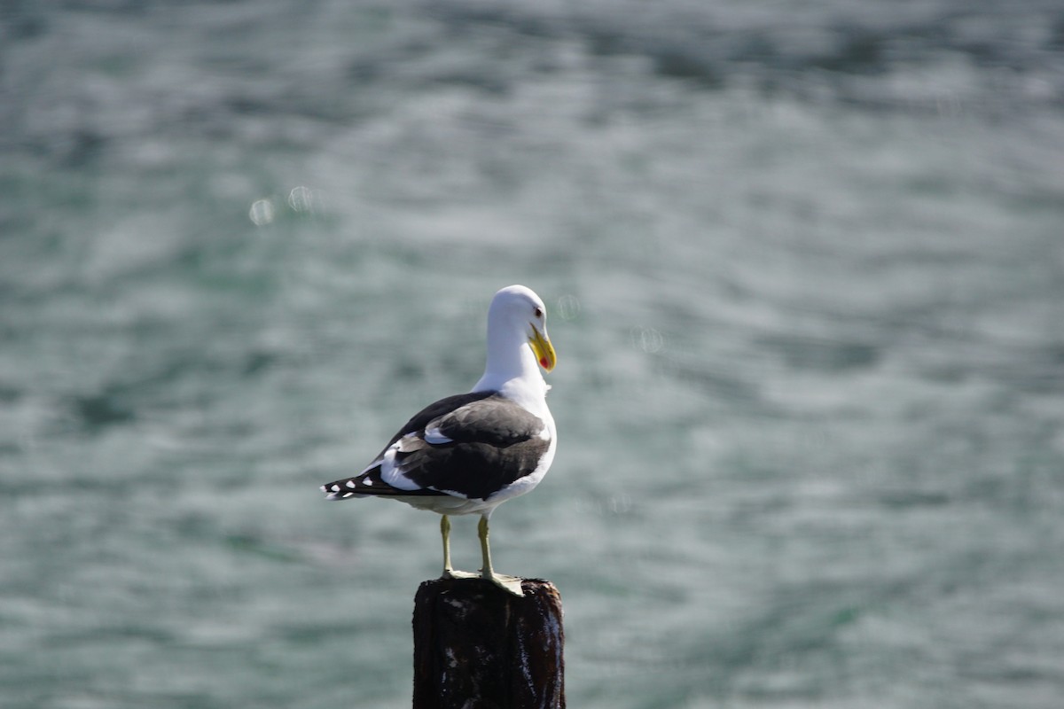 Kelp Gull - ML642918248