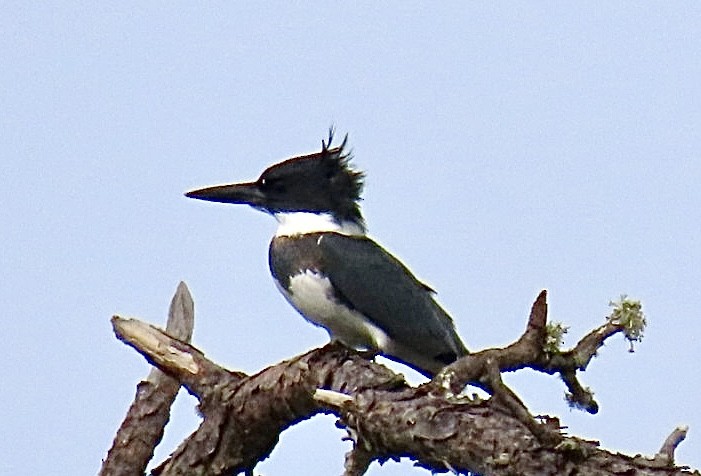 Belted Kingfisher - ML642918249