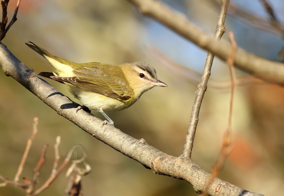 rødøyevireo - ML642918257
