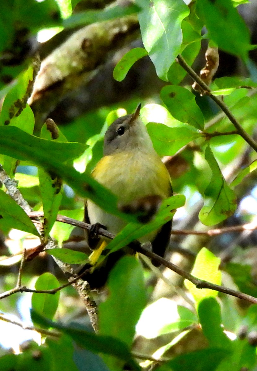 American Redstart - ML642918262