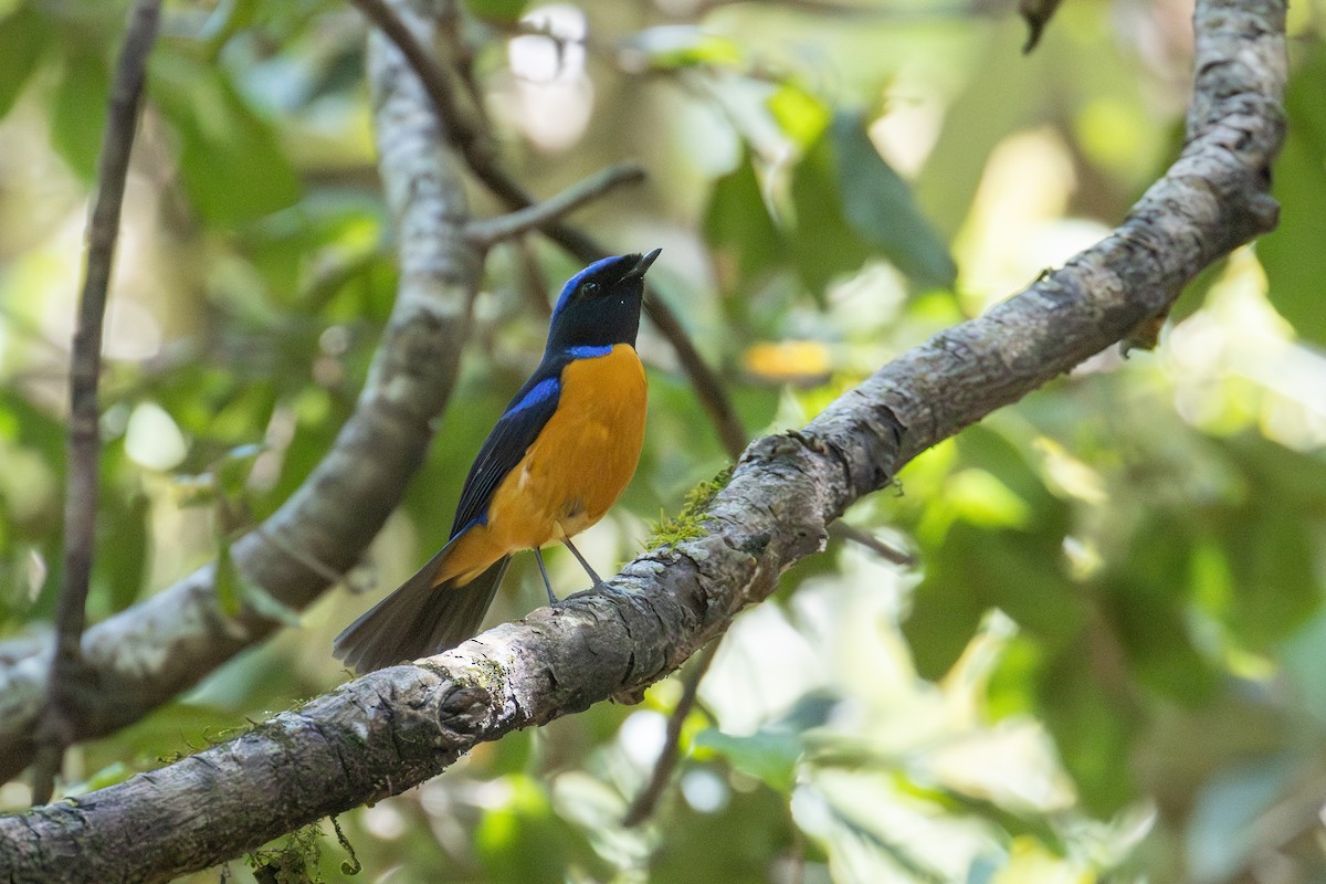 Rufous-bellied Niltava - ML642918267