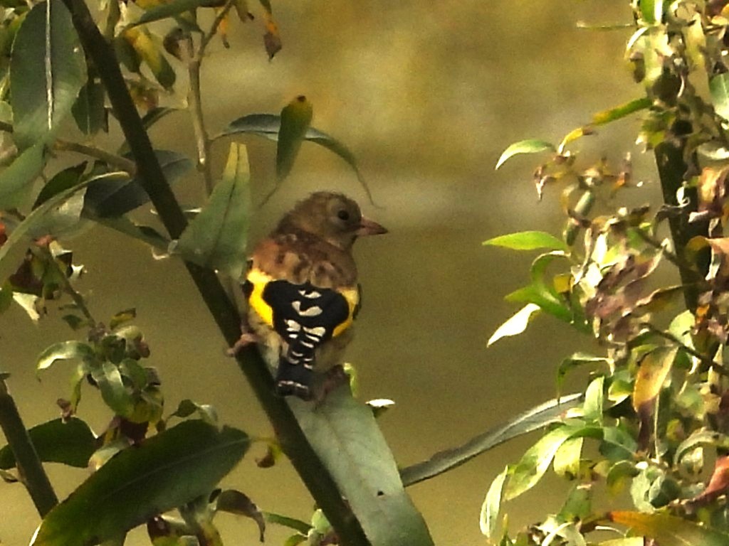 European Goldfinch - ML642918268