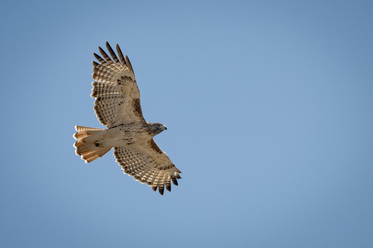 Red-tailed Hawk - ML642918269