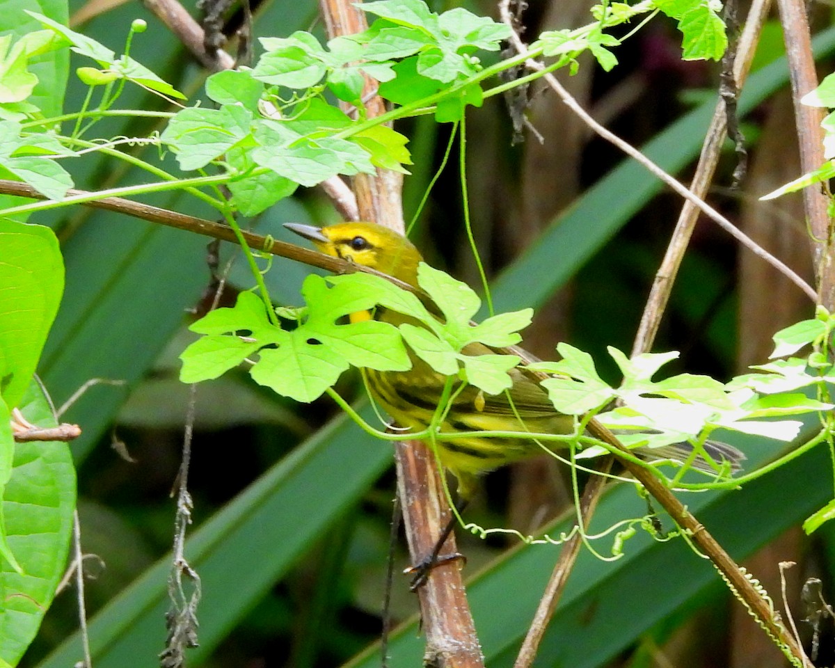 Prairie Warbler - ML642918286