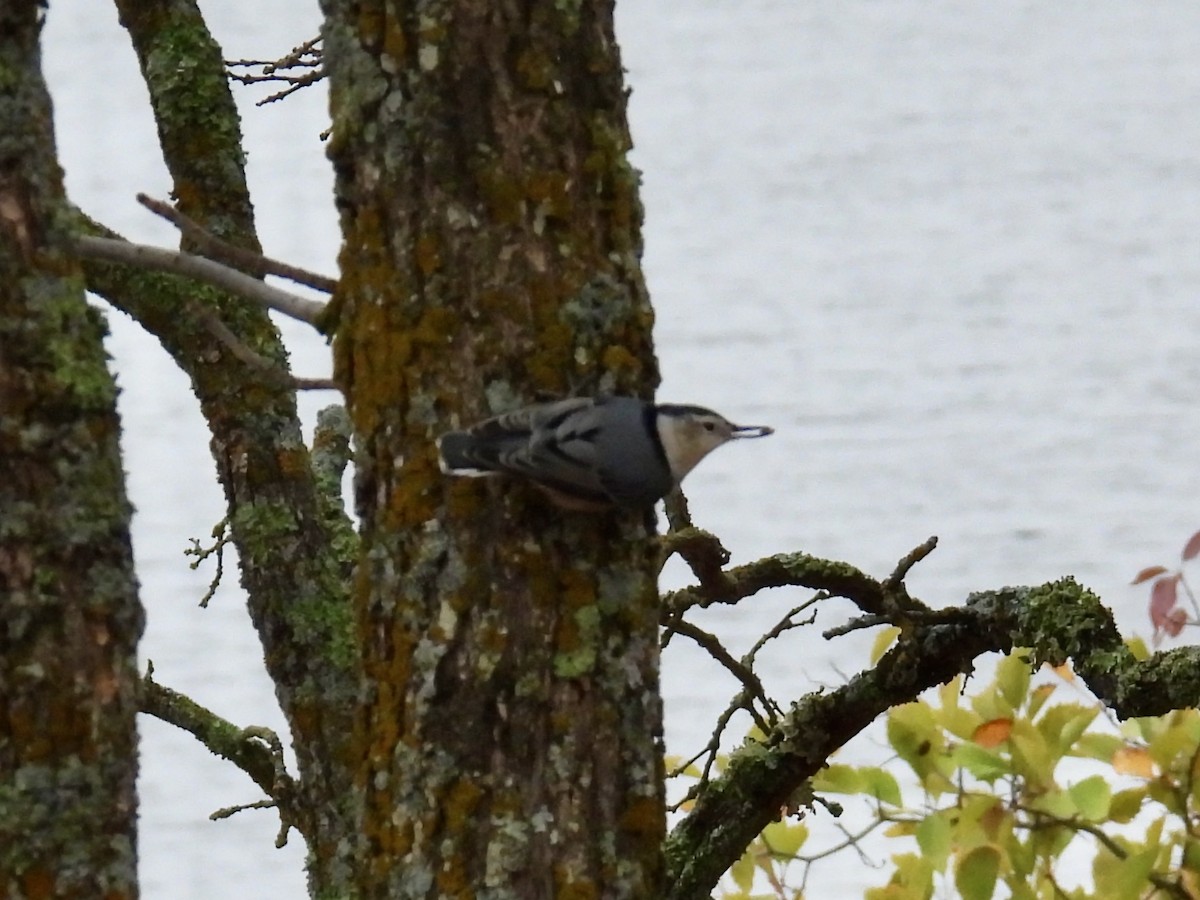 White-breasted Nuthatch - ML642918299