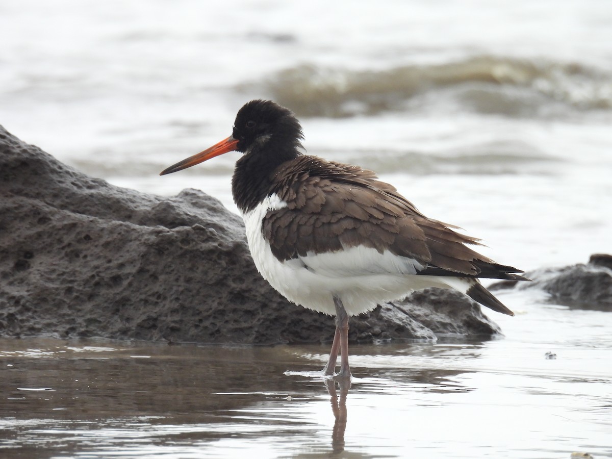 Eurasian Oystercatcher - ML642918317