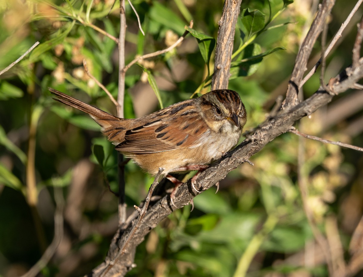Swamp Sparrow - ML642918333
