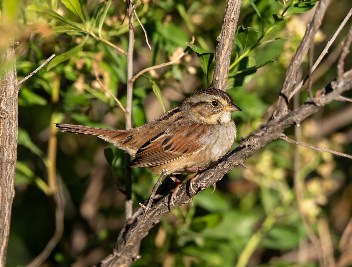Swamp Sparrow - ML642918338