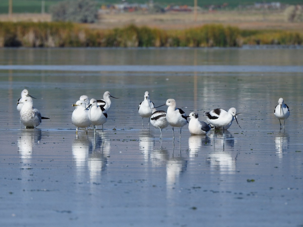 American Avocet - ML642918342