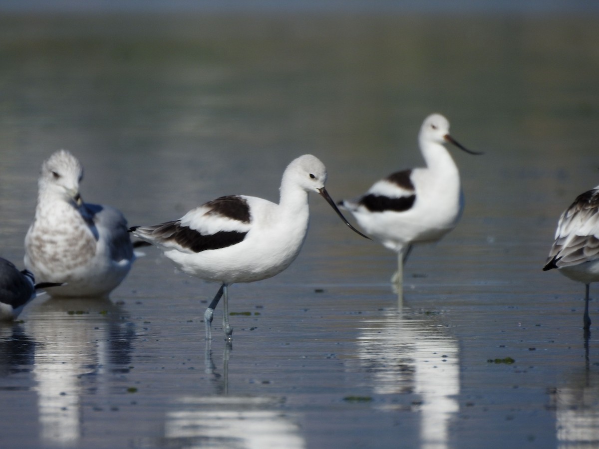 American Avocet - ML642918343