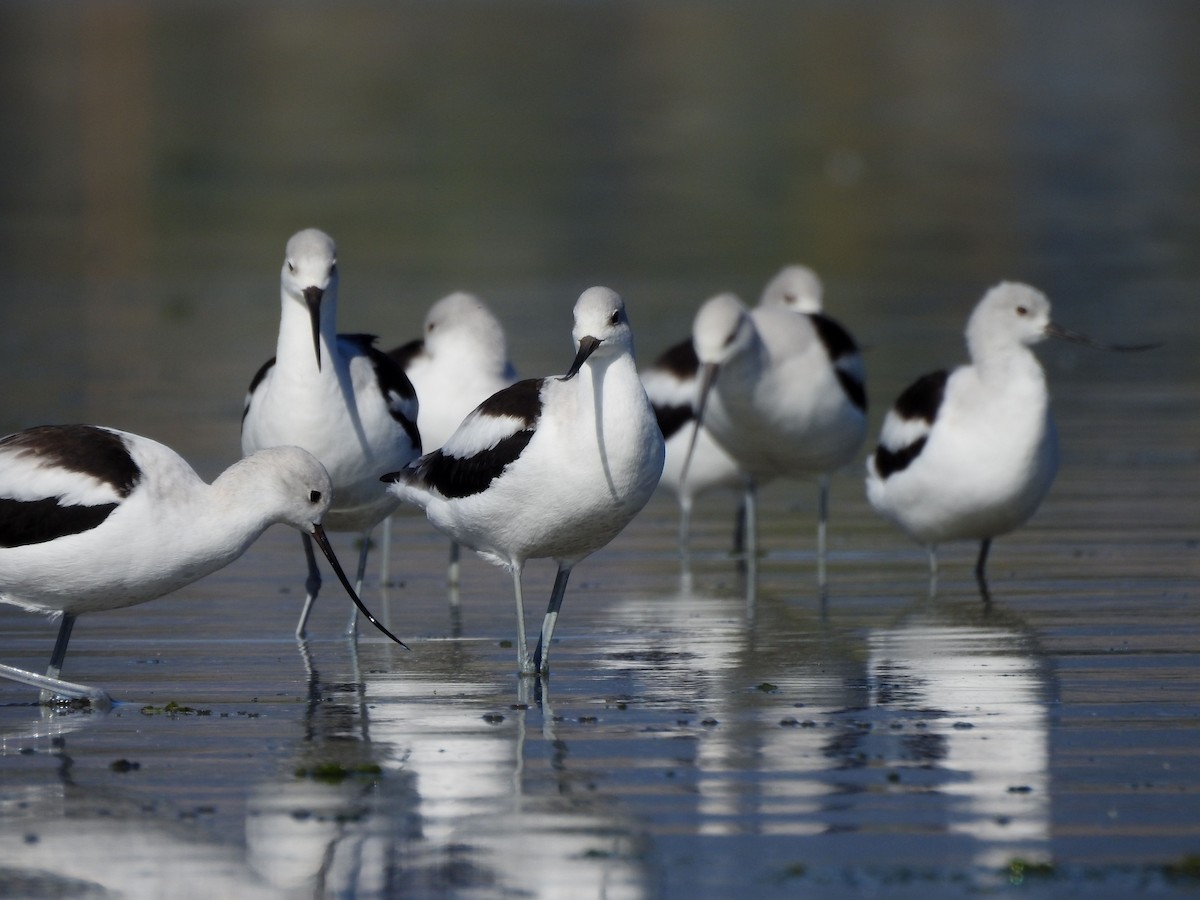 American Avocet - ML642918344