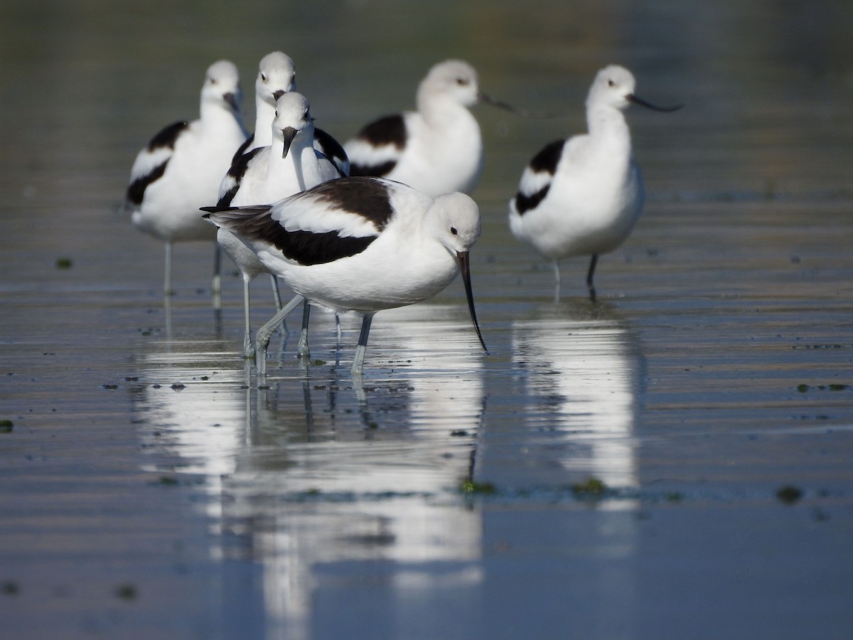 American Avocet - ML642918345