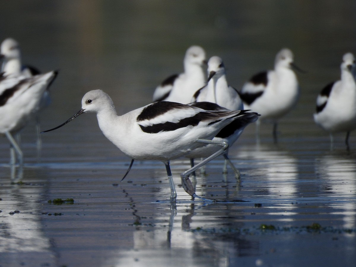 American Avocet - ML642918346