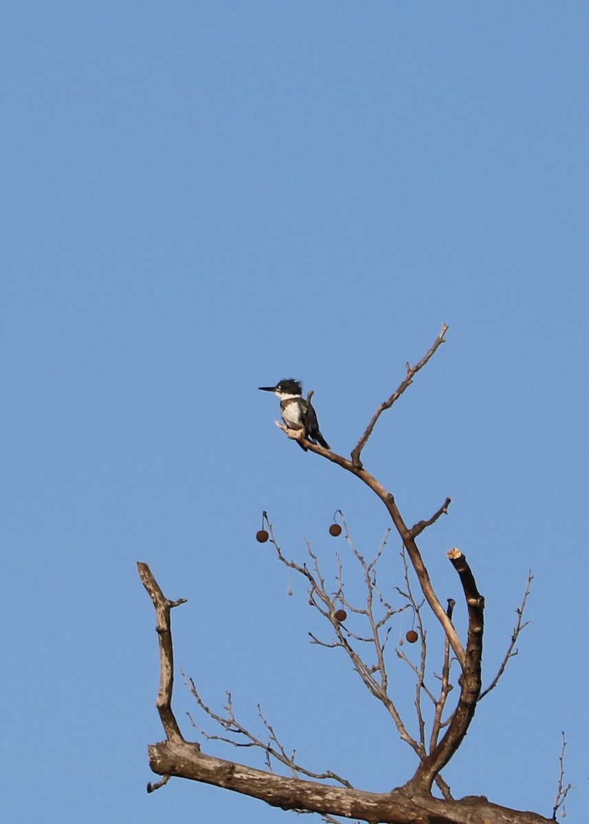Belted Kingfisher - ML642918355