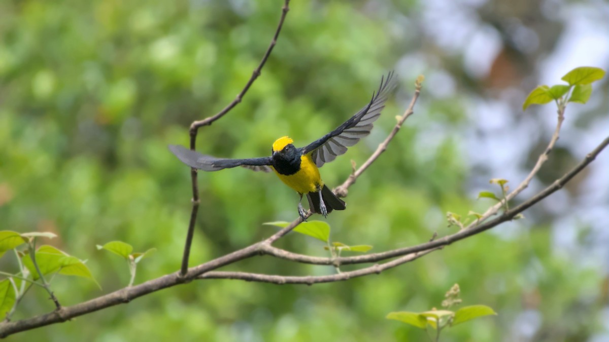 Sultan Tit - ML642918365