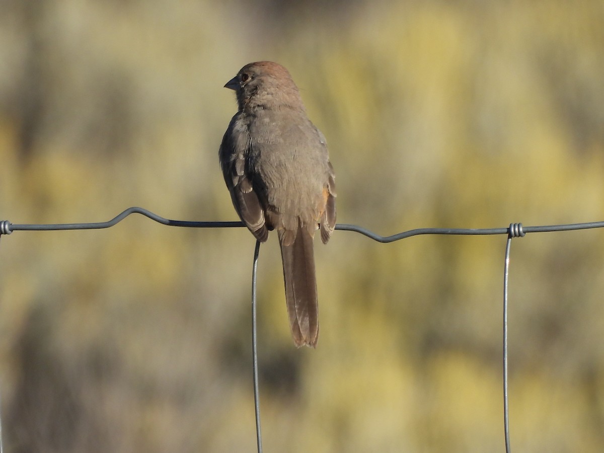 Canyon Towhee - ML642918391