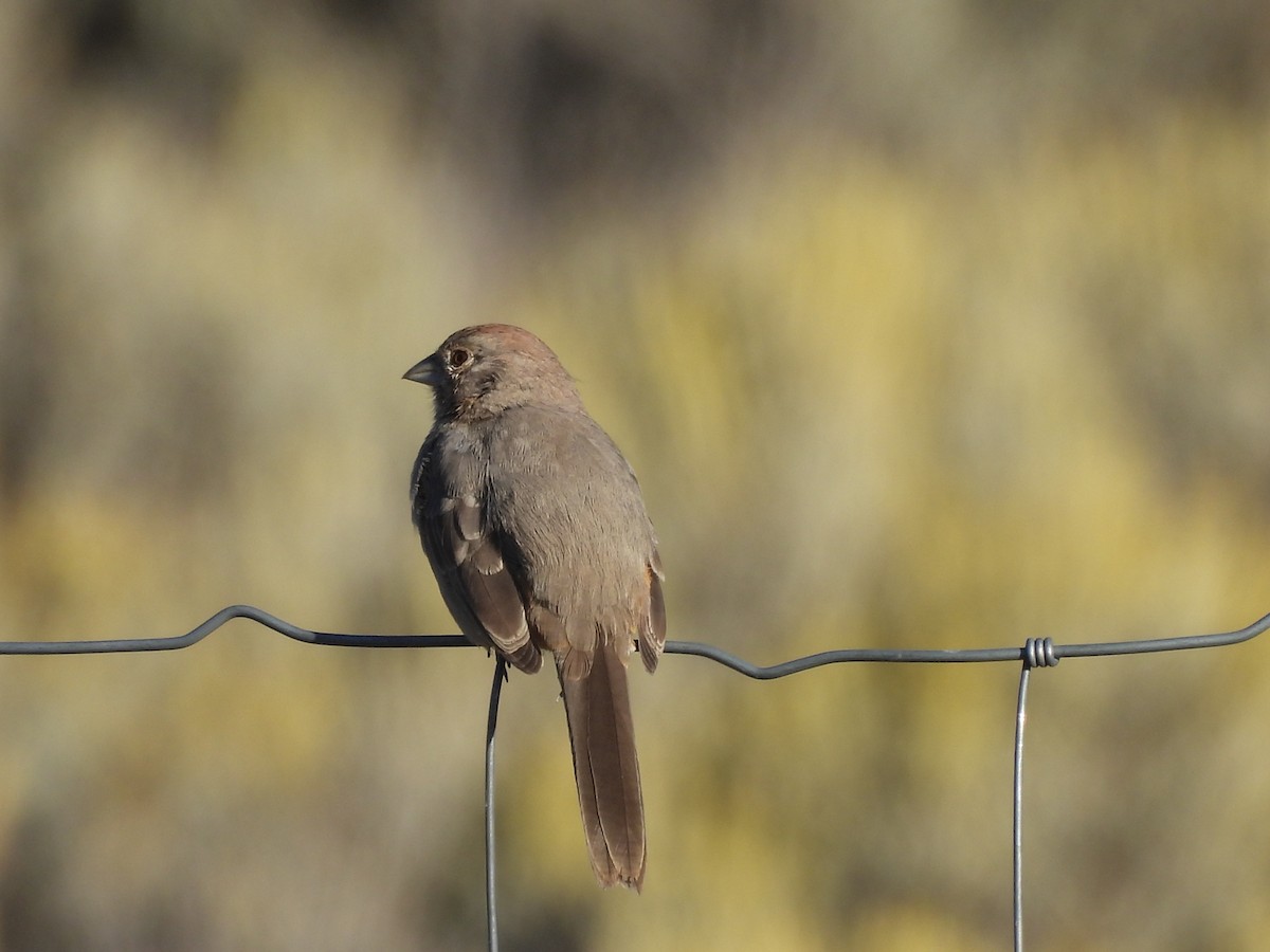 Canyon Towhee - ML642918392