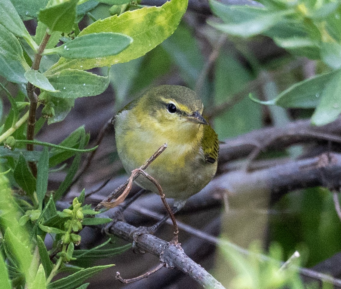 Tennessee Warbler - ML642918445