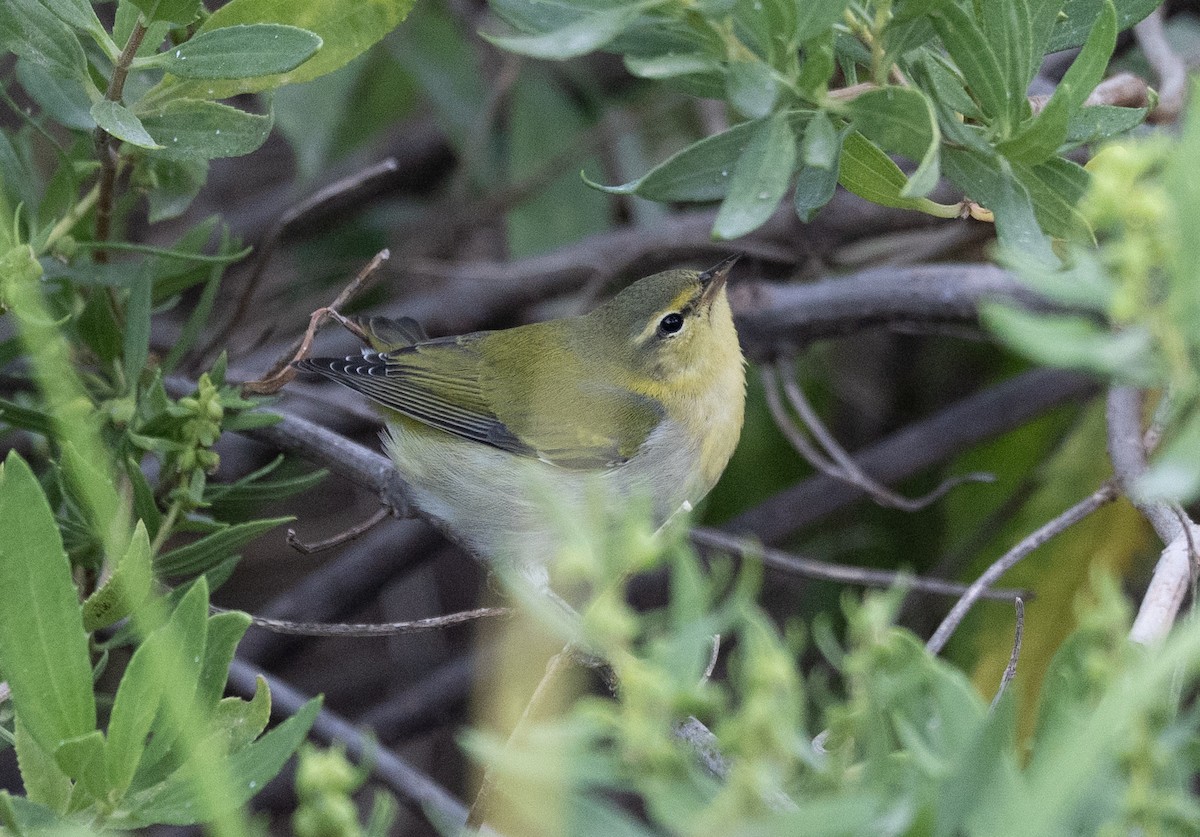 Tennessee Warbler - ML642918449