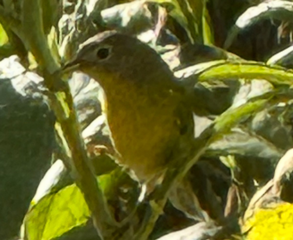 lesňáček rezavokorunkatý - ML642918460