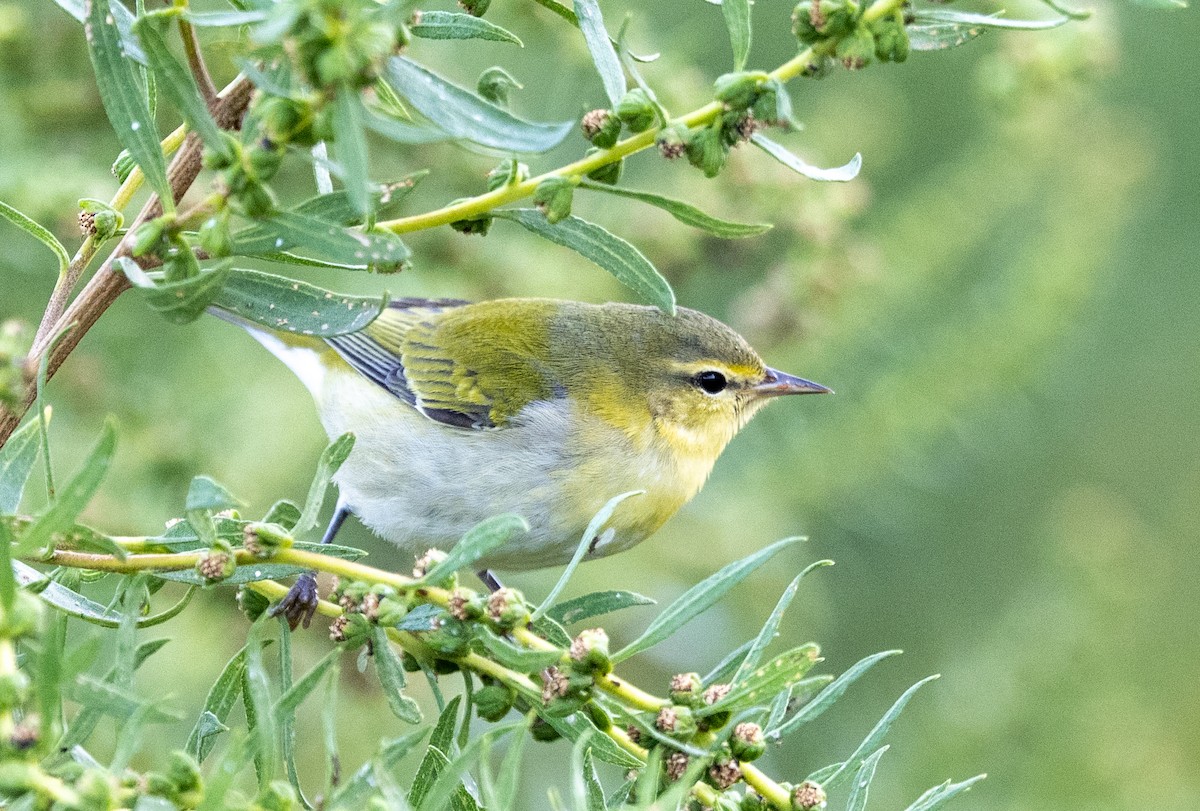Tennessee Warbler - ML642918461