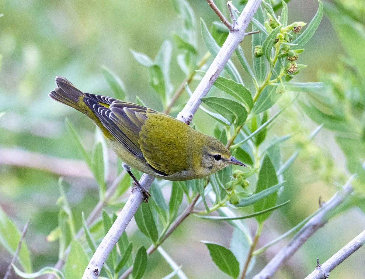 Tennessee Warbler - ML642918466