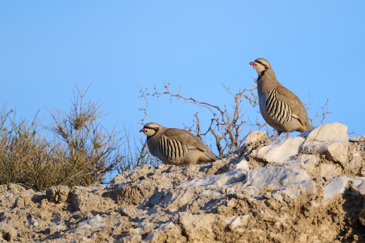 Chukar - ML642918467