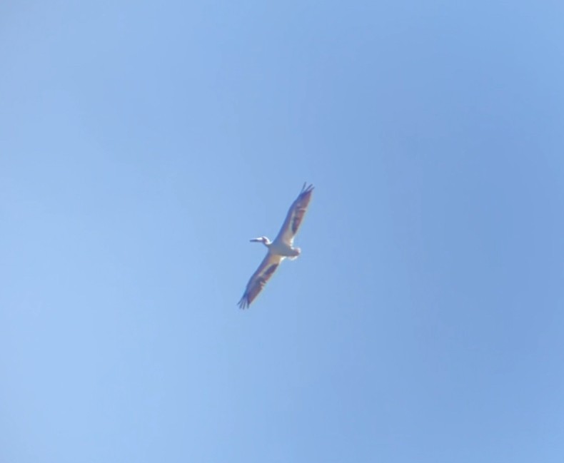 American White Pelican - ML642918468