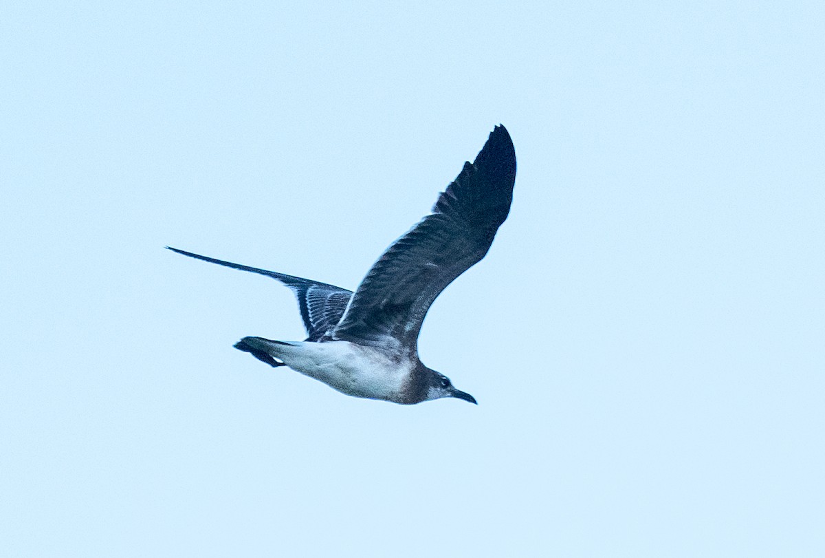 Laughing Gull - ML642918475