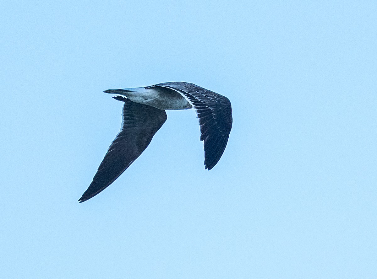 Laughing Gull - ML642918481