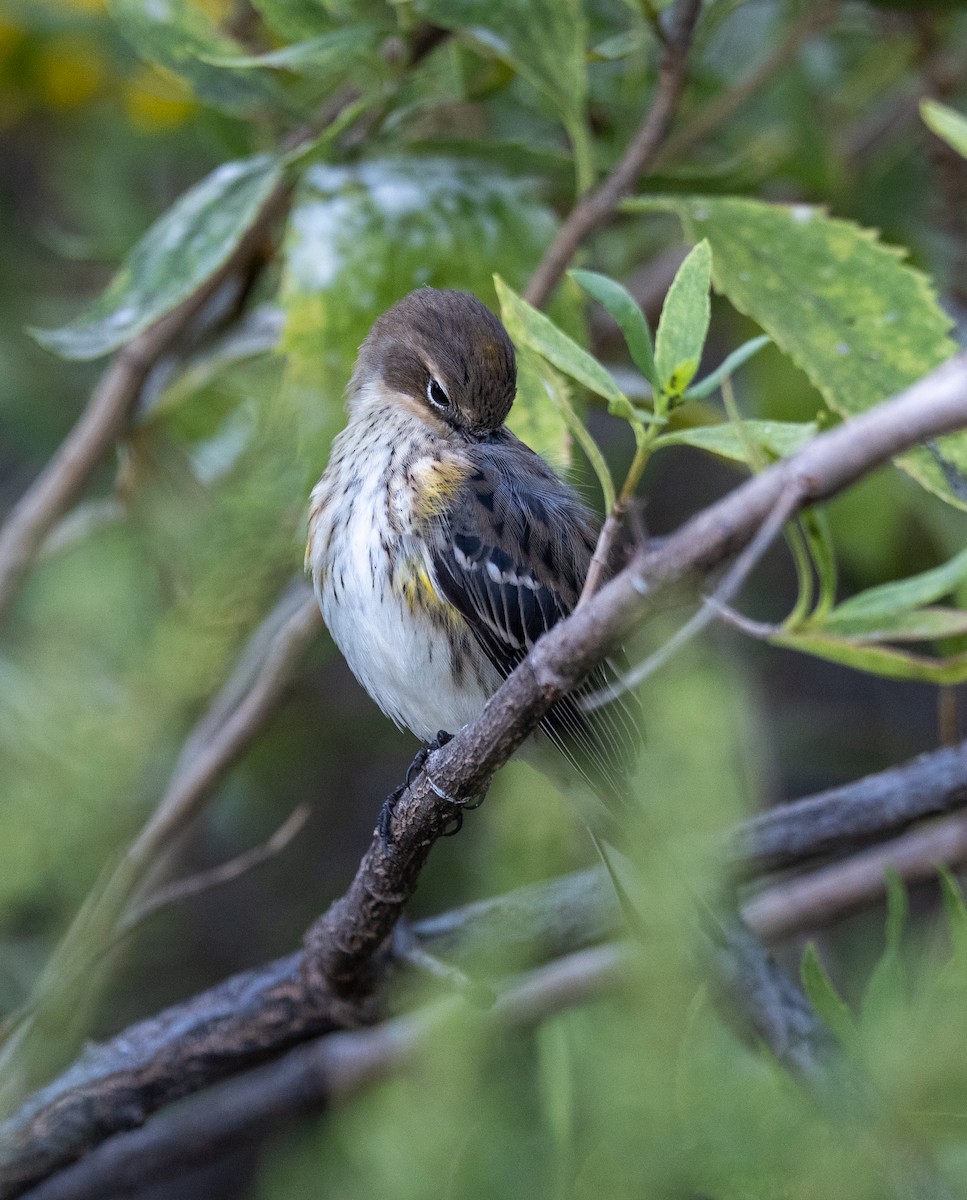 Yellow-rumped Warbler - ML642918487