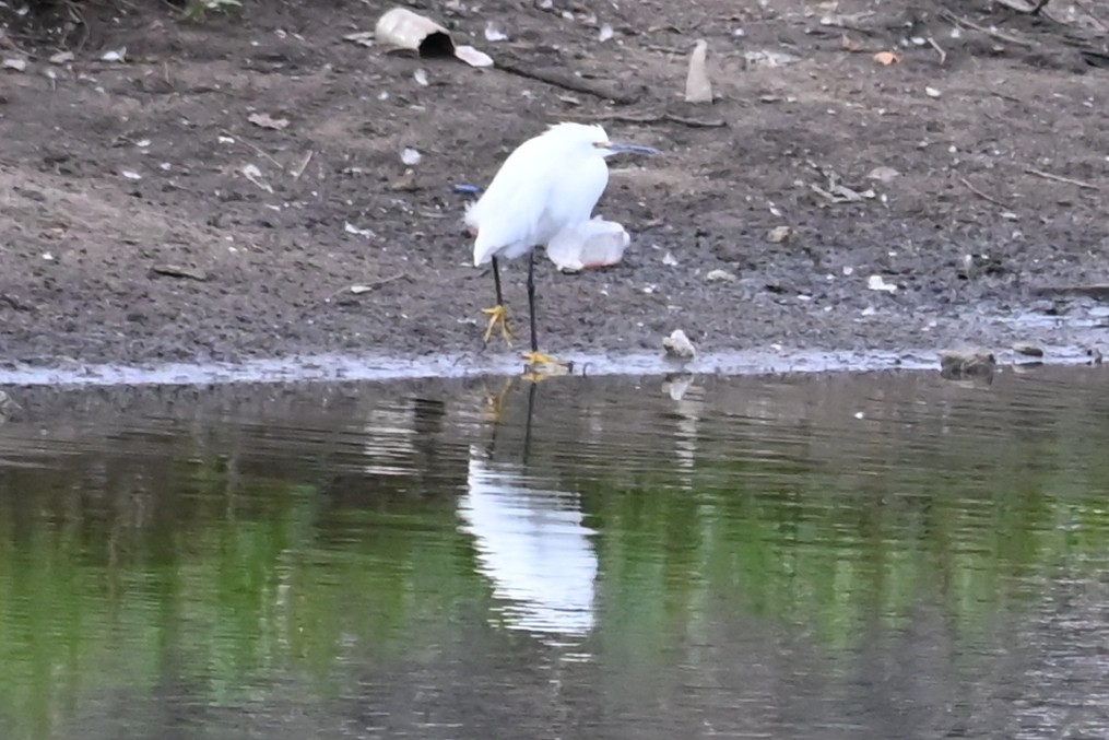 Snowy Egret - ML642918496