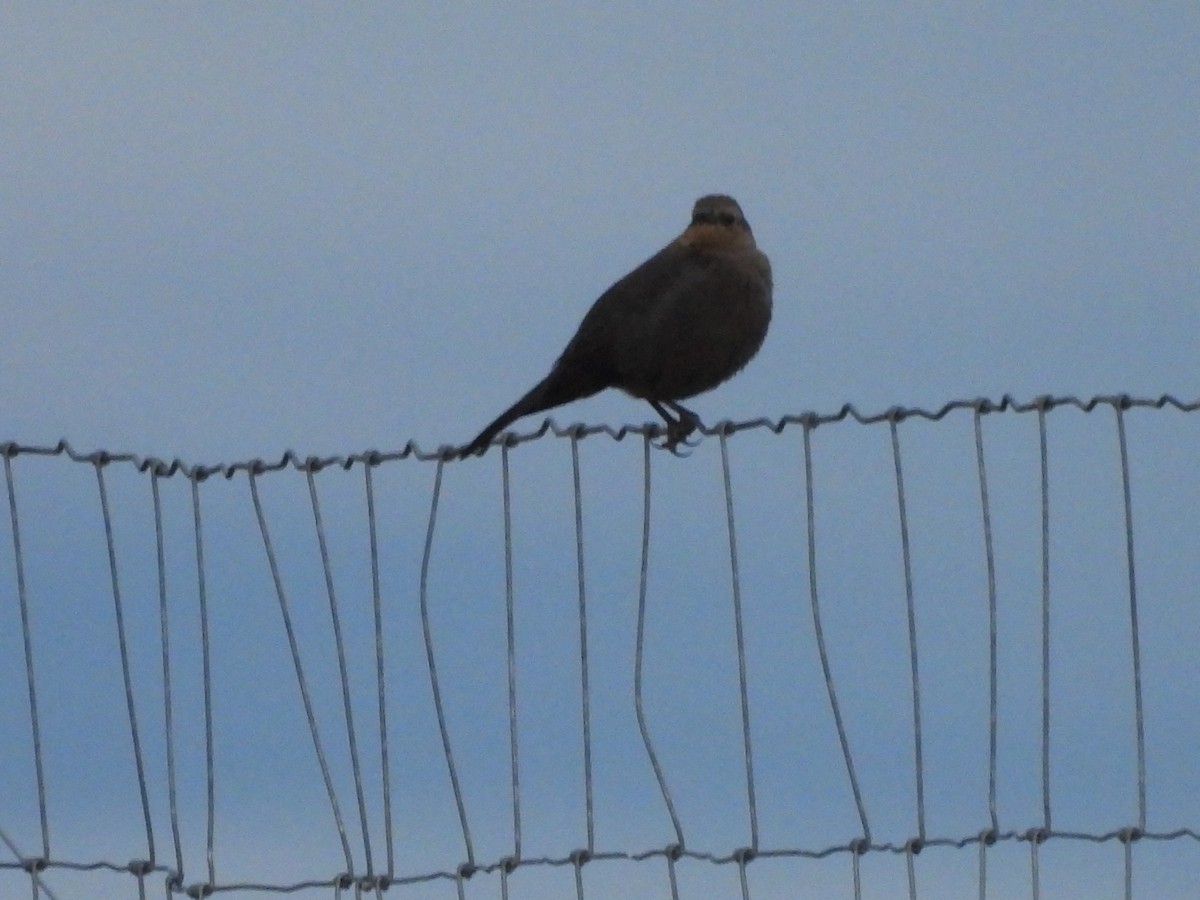 Brewer's Blackbird - ML642918499