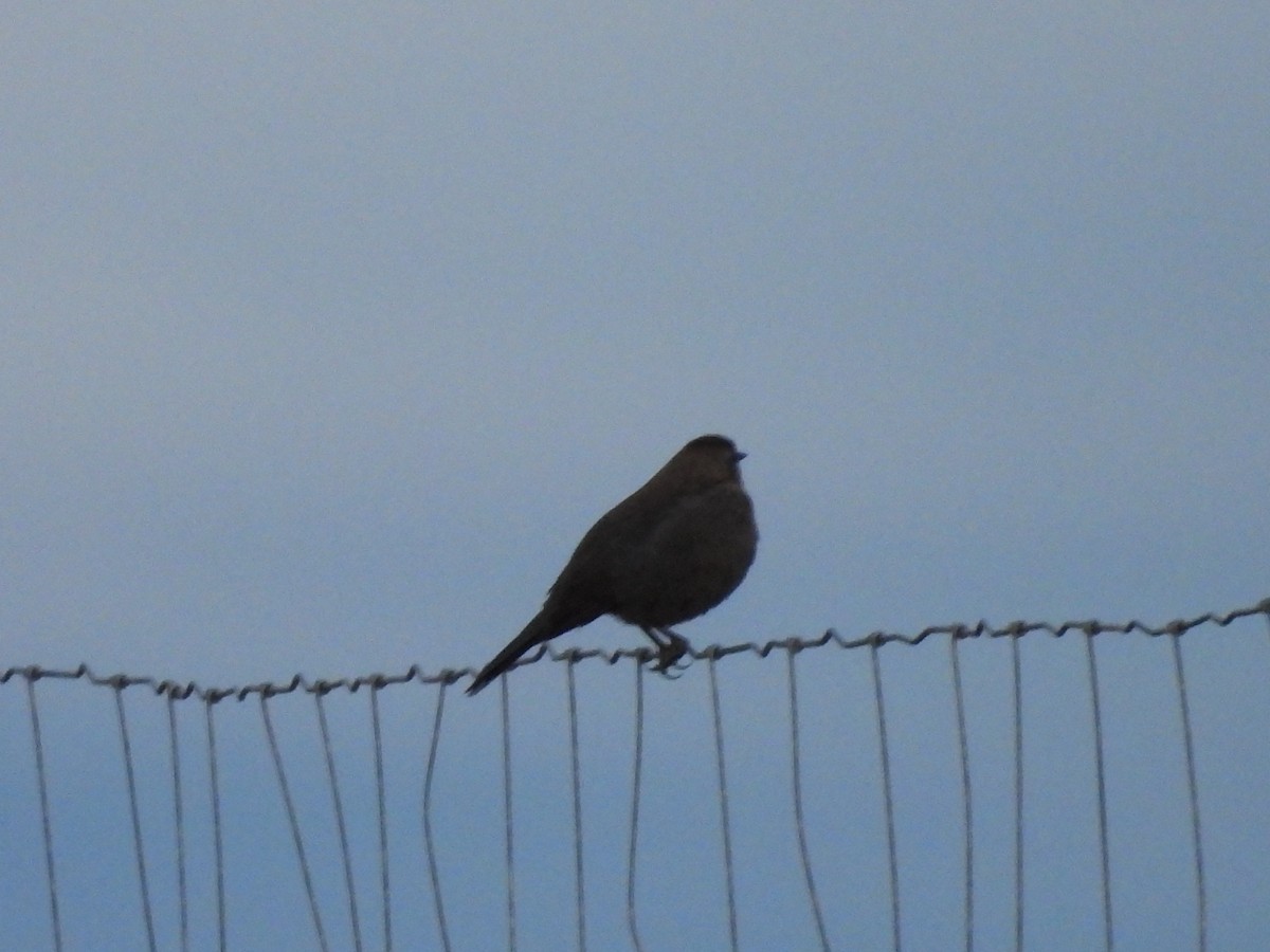 Brewer's Blackbird - ML642918501