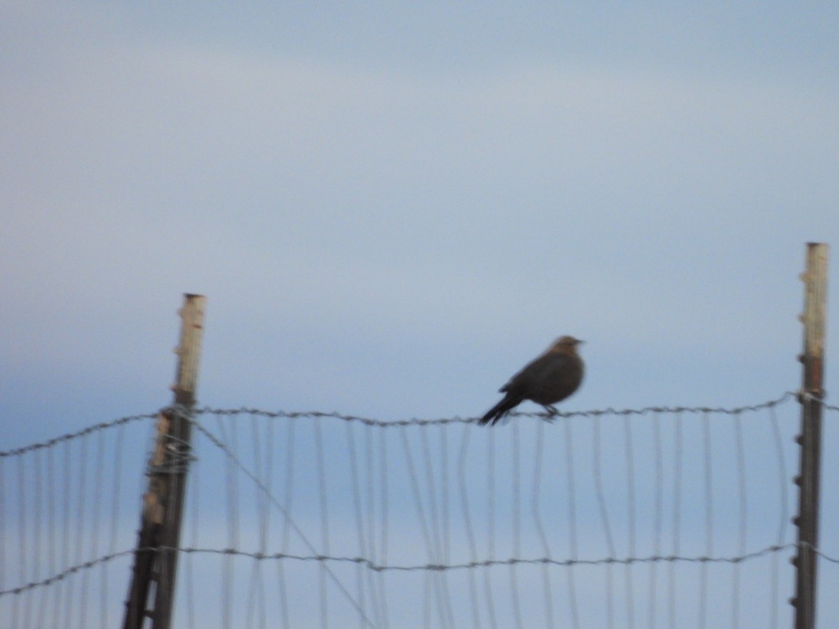 Brewer's Blackbird - ML642918502