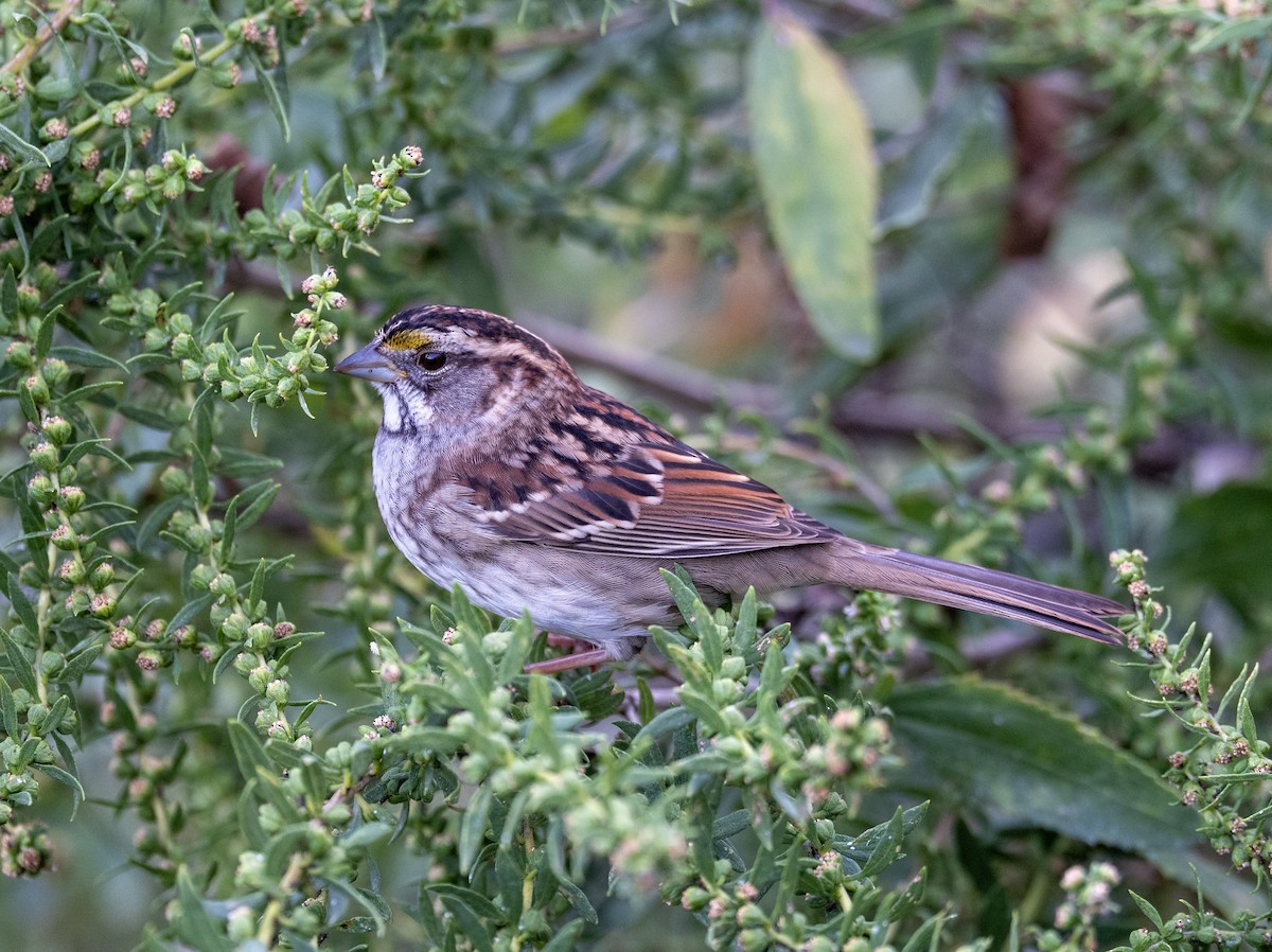 White-throated Sparrow - ML642918503