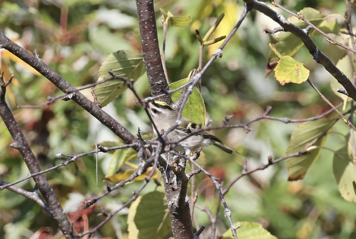 Roitelet à couronne dorée - ML642918506
