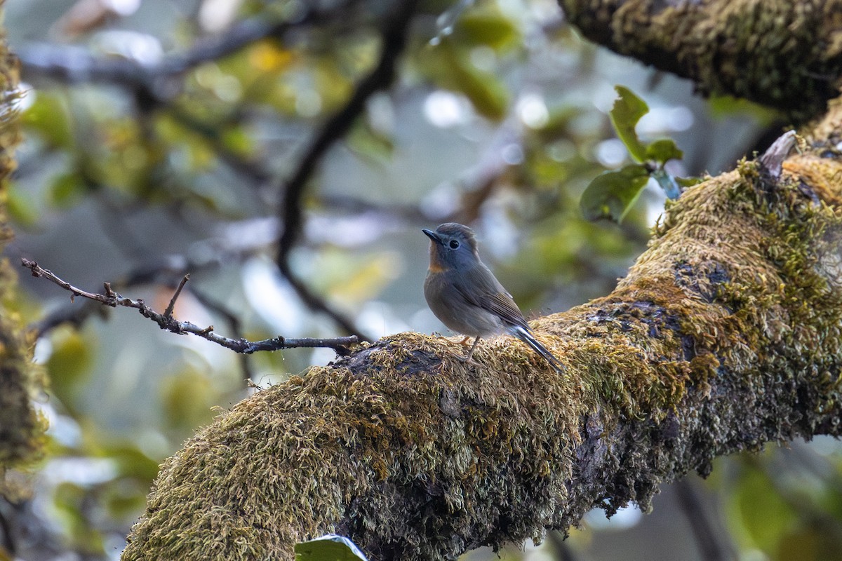 Rufous-gorgeted Flycatcher - ML642918507